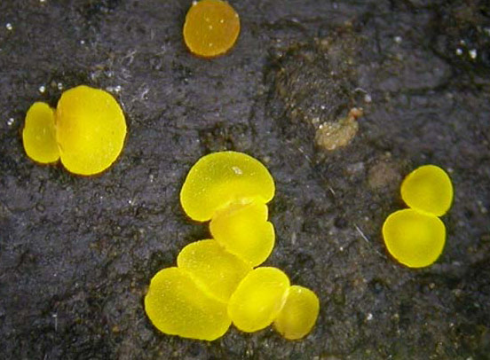 Bisporella sulfurina - Fungi species | sokos jishebi | სოკოს ჯიშები